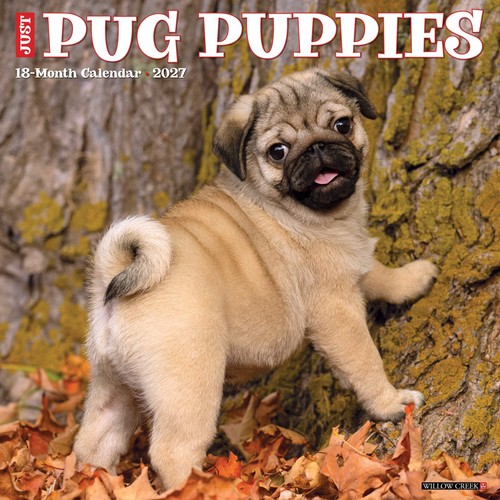 Calendario parete pug - calendario, da