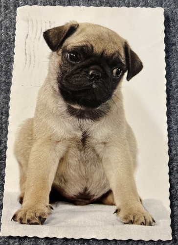 Cartolina carlino cane punzone - cane,