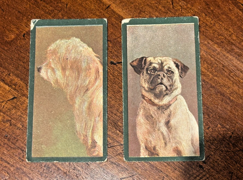 Taddy dogs 1900 - taddy,