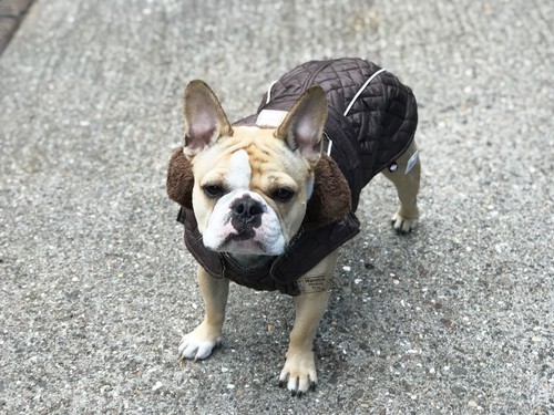 Cappotto cane bulldog morbido - cane,