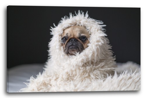 Tela cornice cute - cute, in