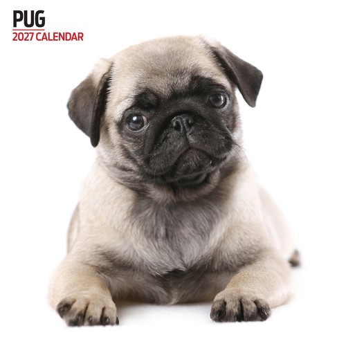 Calendario moderno pug 2027 - calendario,