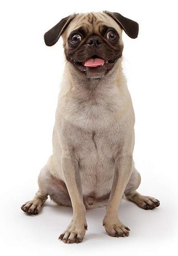 Adesivo per cani sticker