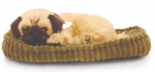 Precious petzzz carlino - petzzz,