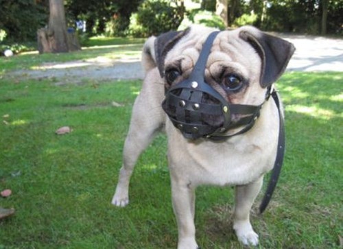 Museruola per cani pelle - in,