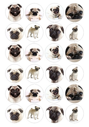 Carlini commestibili cane - 24,
